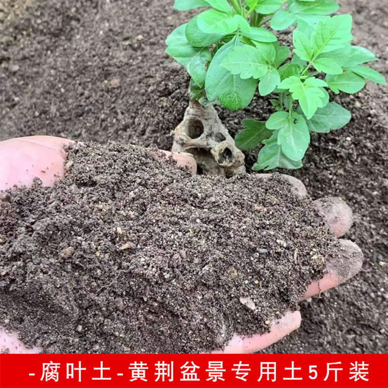 腐叶土 黄荆盆景 生桩熟桩 通用土3斤装 黄荆专用土