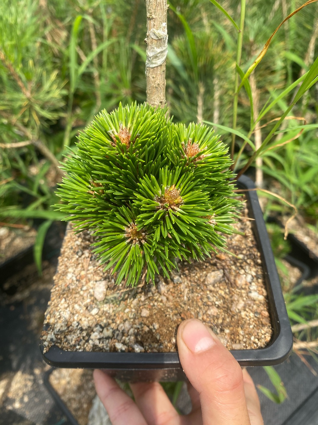 千寿丸 长寿梅 济州拍品编号