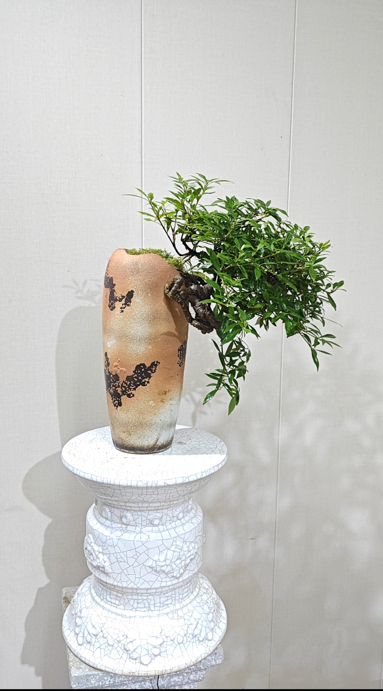 2号链接 腾飞花店海岛春花盆景以直播实物为准一物一拍栀子花