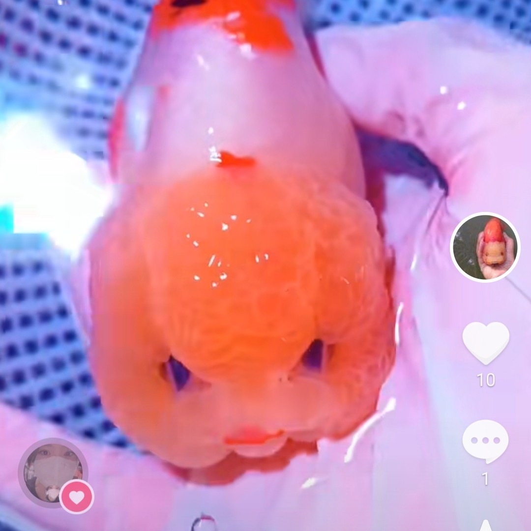 美美金鱼-包活包健康到家-运费自理-金鱼活体