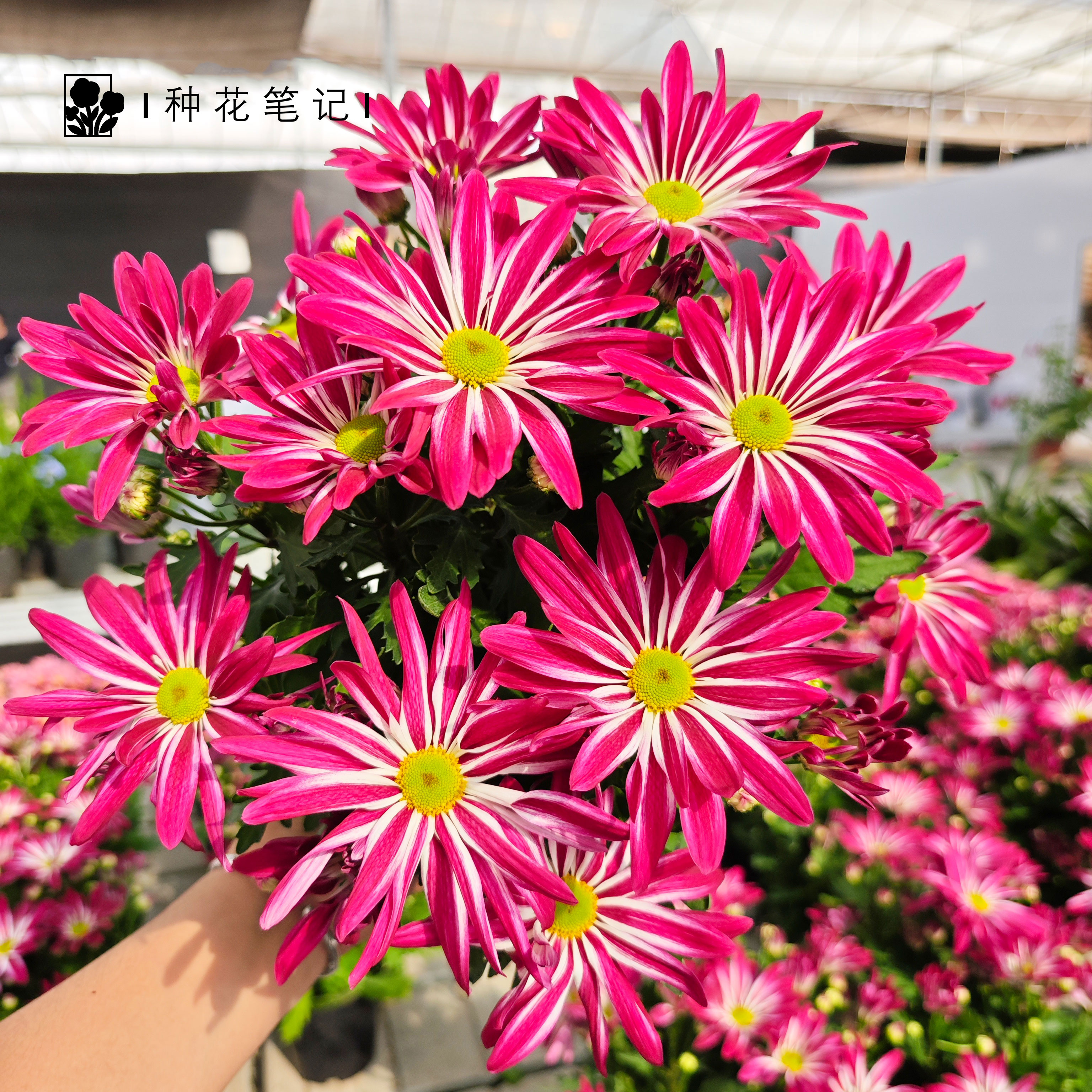 【网红斑纹菊】盆栽好养易活多年生开花植物耐寒耐热多年生阳台绿植