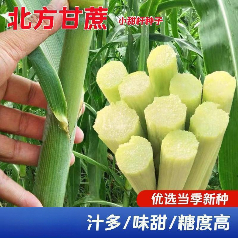 北方甘蔗种子甜杆种子高粱青皮小甘蔗种籽四季高产南方水果甜杆孑