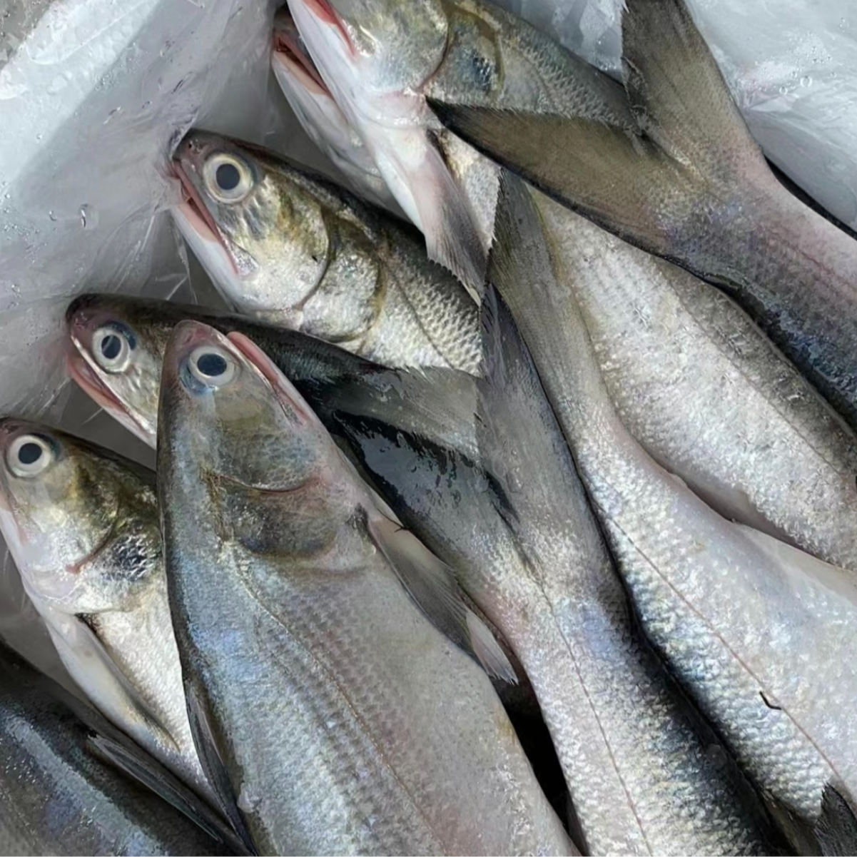 速冻 广东茂名博贺港 海钓马友鱼(200g-300g/条)