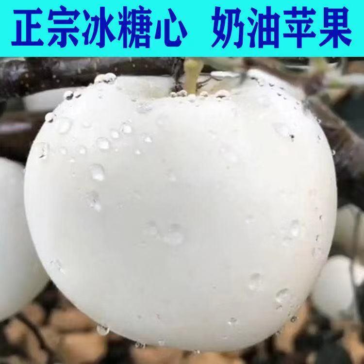 奶油富士果树苗葡萄树苗猴面包树柠檬蓝莓树苗无花果车厘子稀有