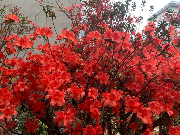 精品映山红老桩盆景阳台 办公桌 地栽花园 花 花卉杜鹃