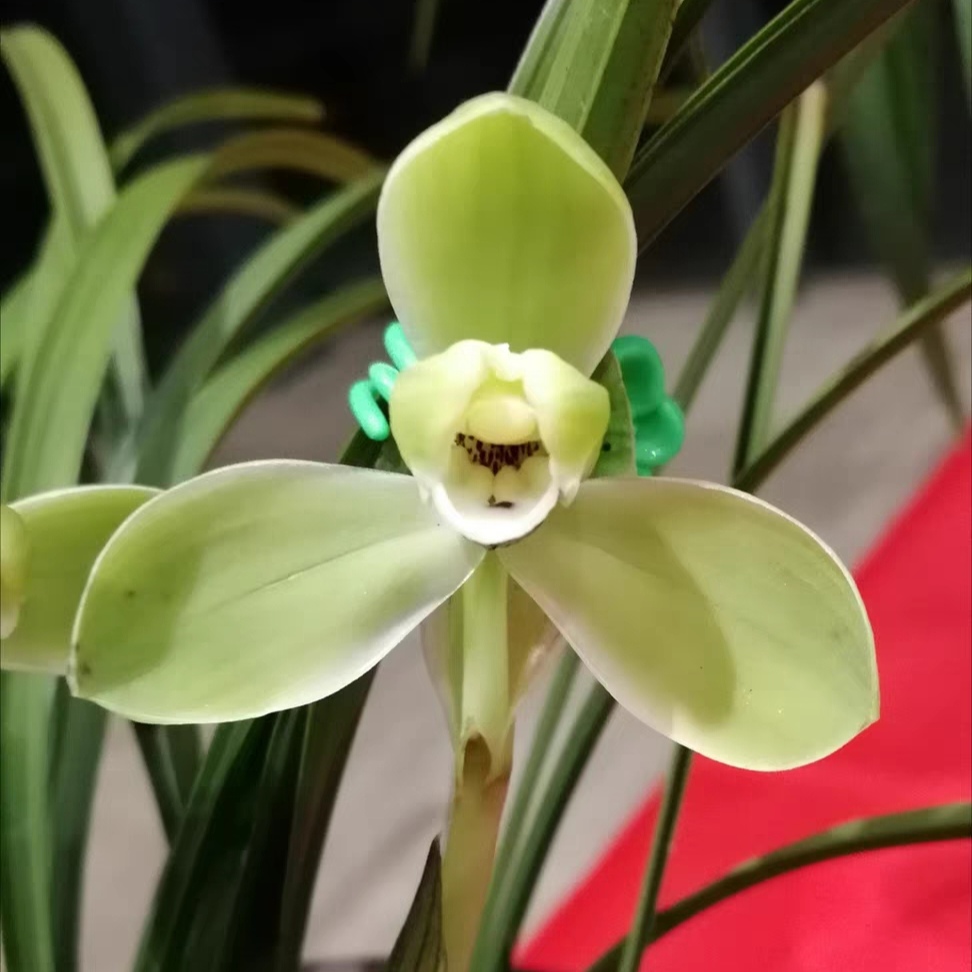 兰儿兰业，兰花春兰宋梅，幽香型，花卉植物绿植盆栽