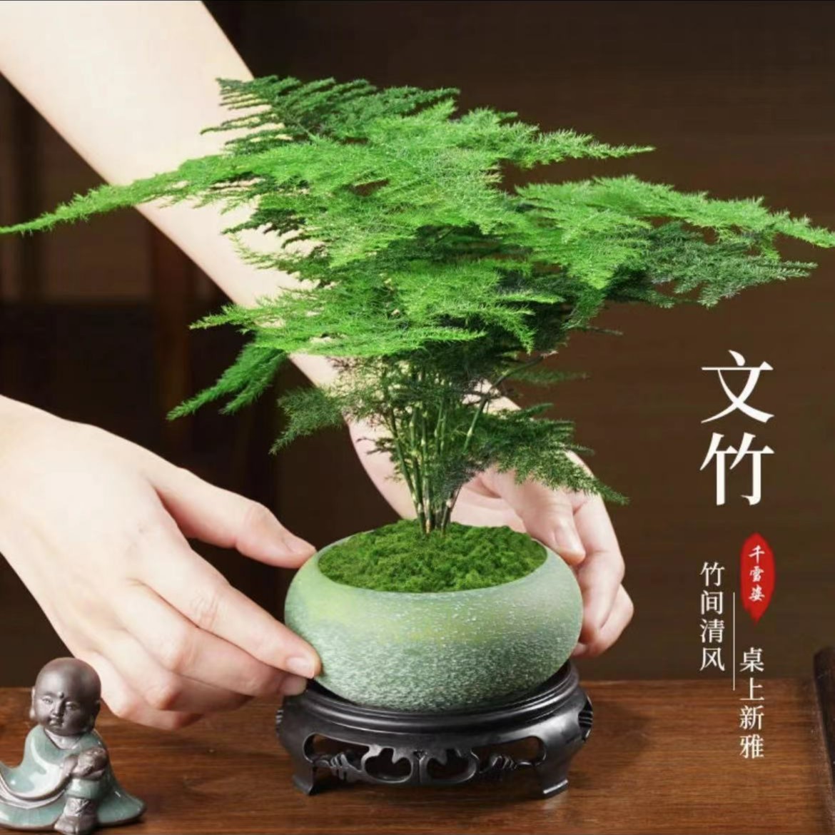 文竹室内盆栽植物净化空气好养办公室桌面创意小型盆景【绿盆】