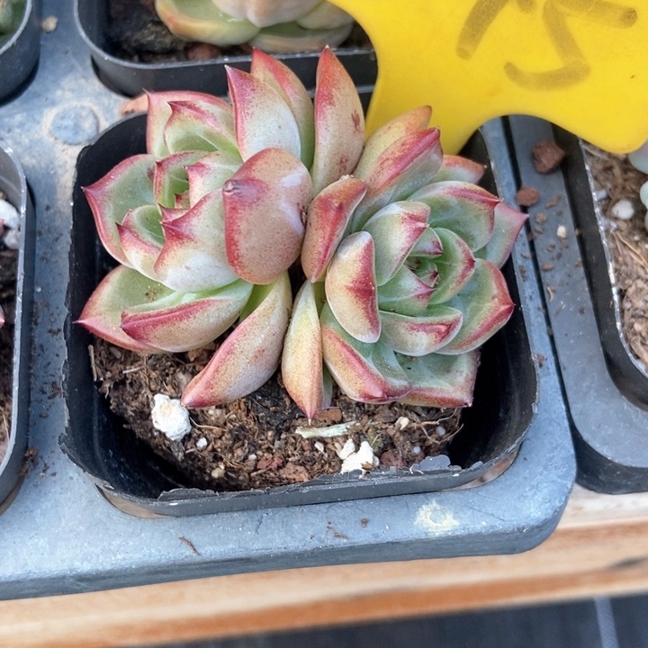多肉植物夜魔侠545