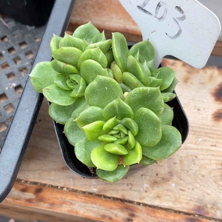 多肉植物混沌皮东云石化锦1203