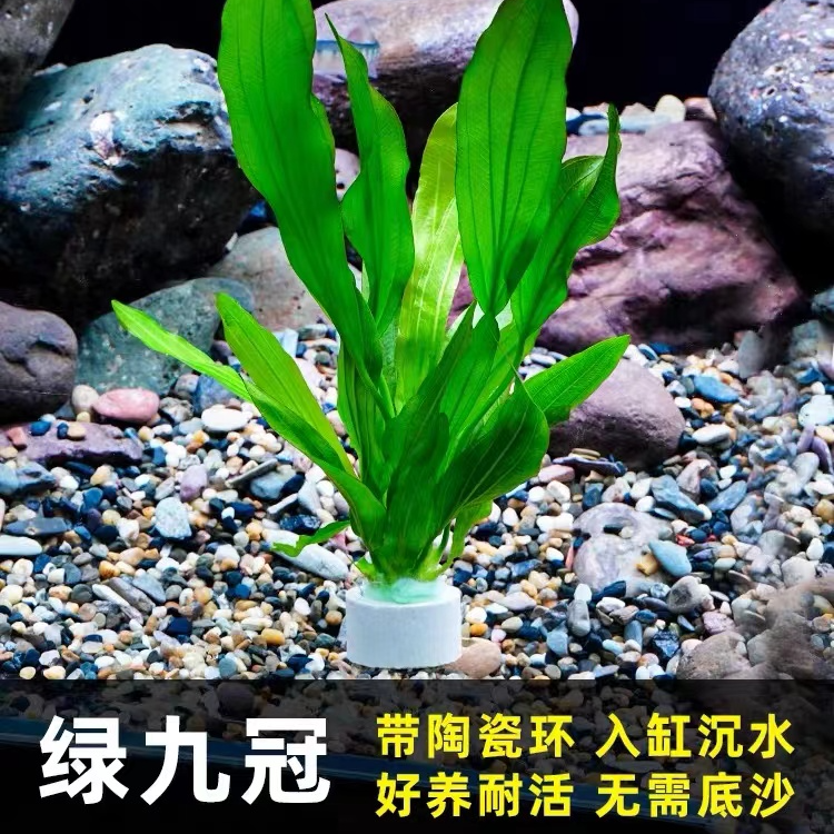 大叶九冠鲜活水草带沉底环无需底沙阴性水草