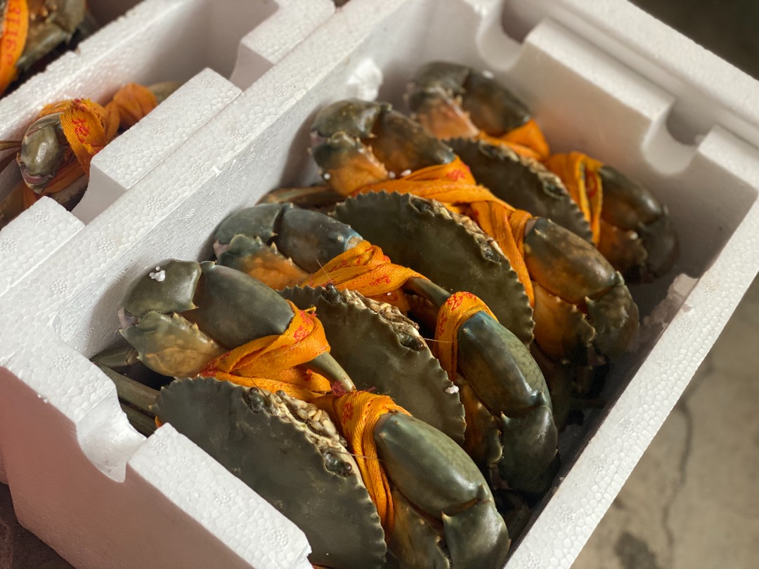 三门青蟹【小公蟹】2斤装4~5只小公蟹螃蟹鲜活饱满顺丰包邮鲜美