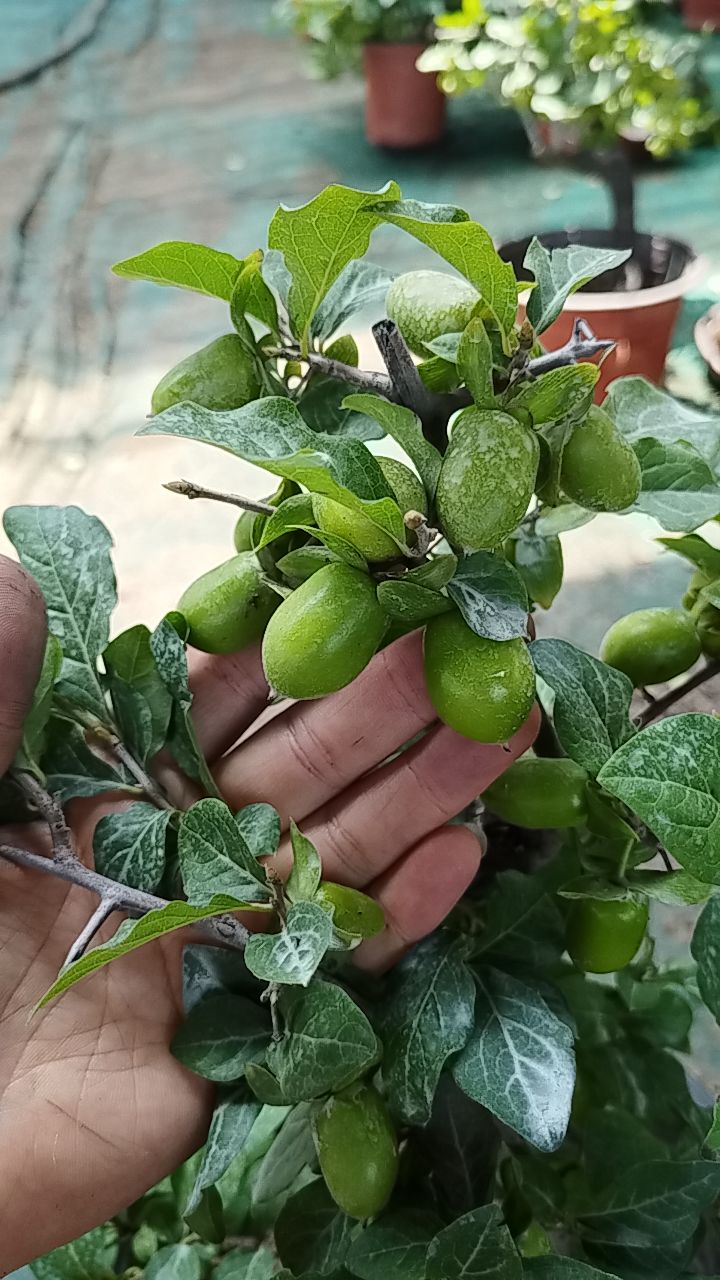精品老鸦柿老桩盆景 植物 栽培 原生老鸦柿 母树