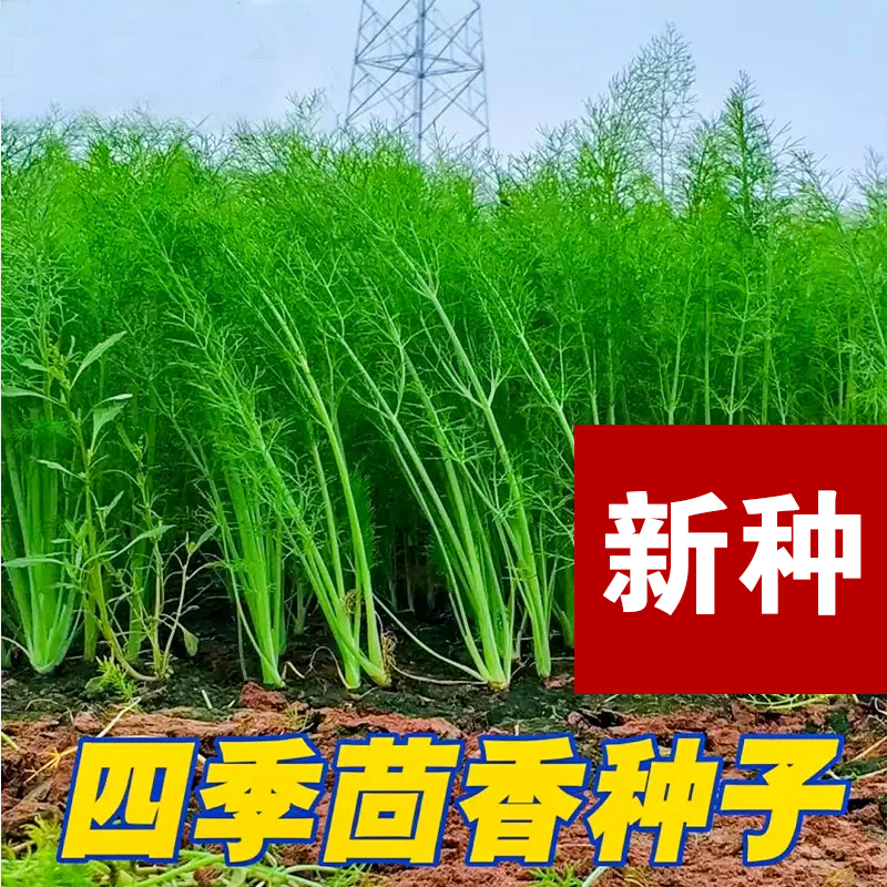 （全店满5元包邮）茴香菜种籽蔬菜种子孑小茴香菜种子蔬菜种子