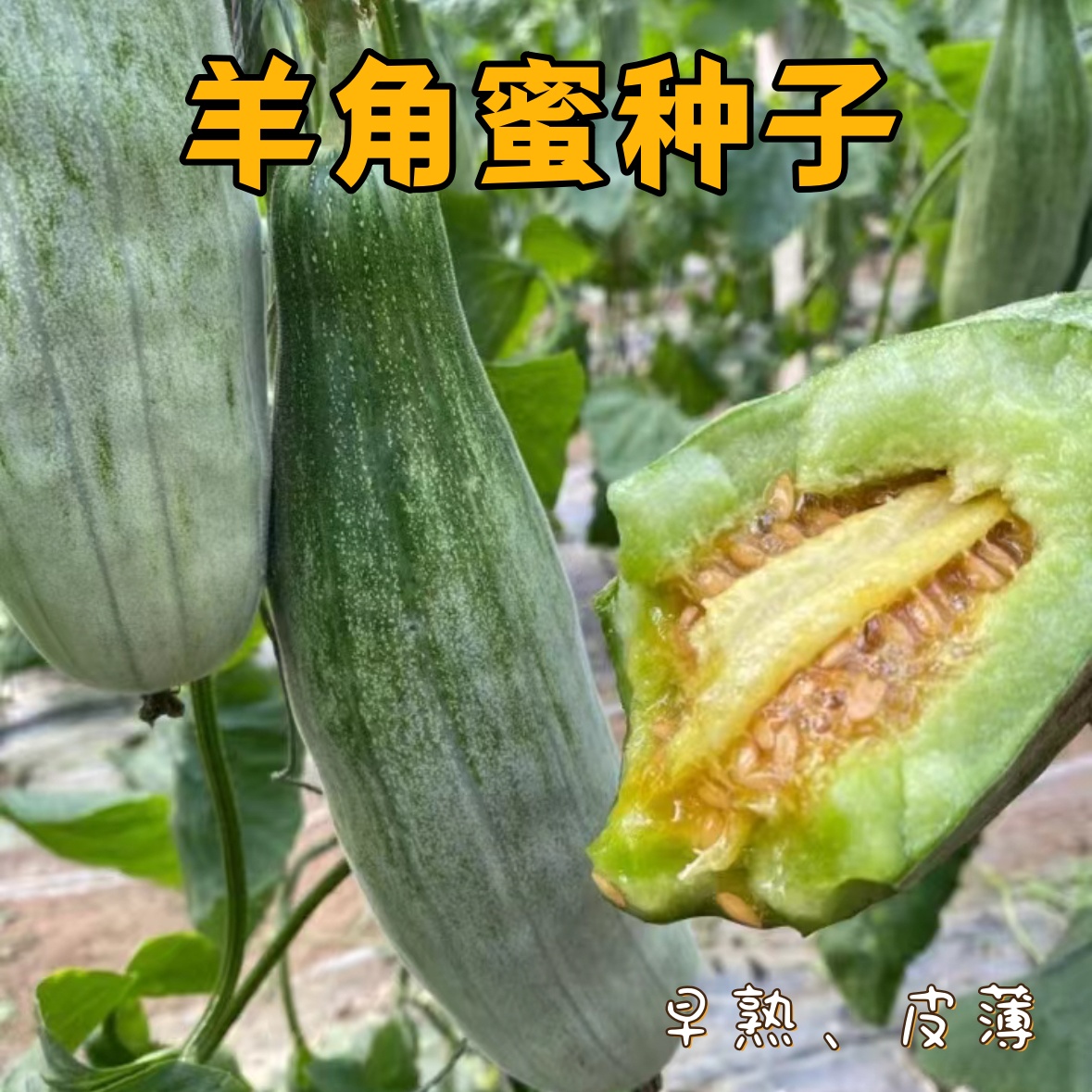 （全店满5元包邮）羊角蜜种子甜瓜羊角蜜种籽蔬菜种子阳台种植
