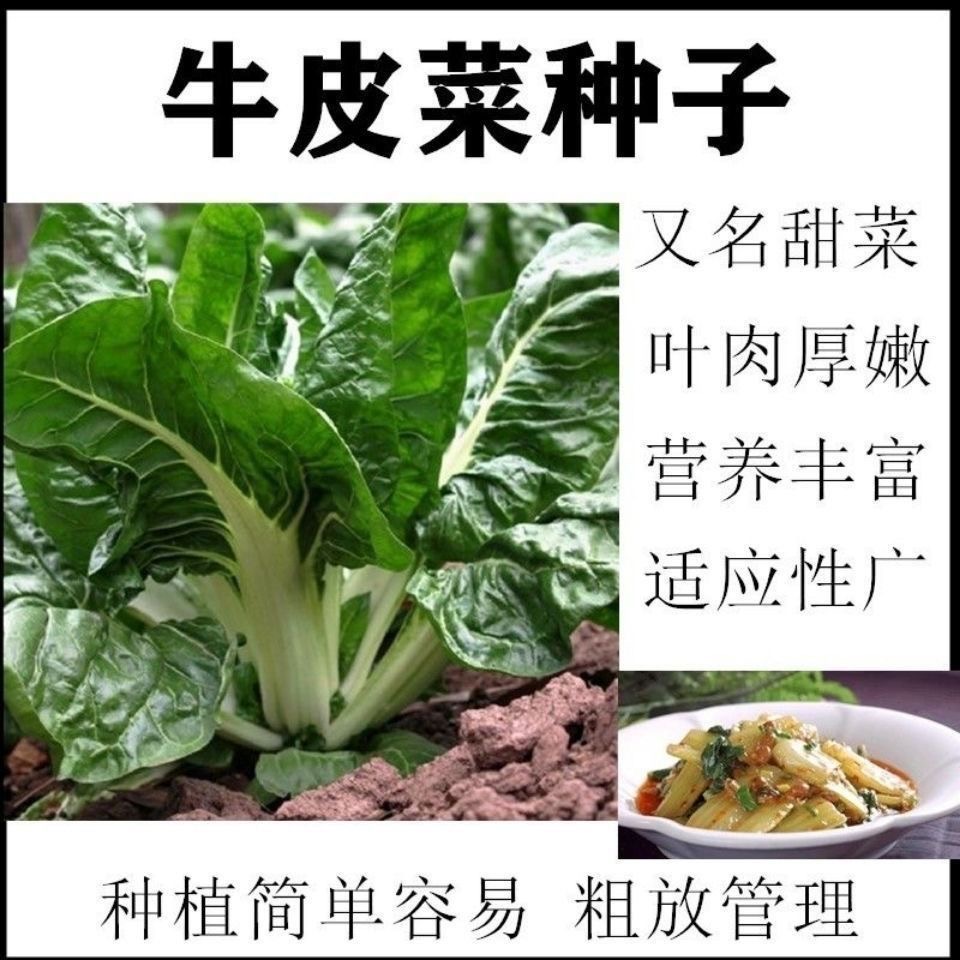 （全店满5元包邮）春不老牛皮菜种子牛皮菜籽易种蔬菜种子