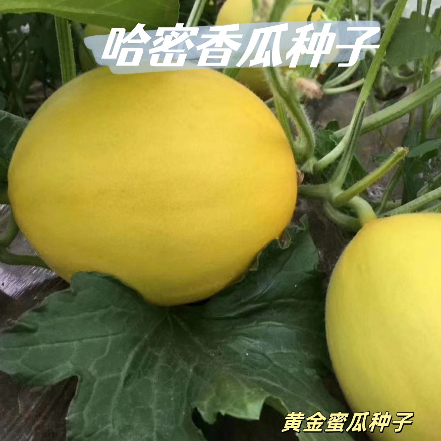 （全店满5元包邮）哈密香瓜种子黄金蜜瓜香瓜爬藤皮薄瓜种籽（30粒）