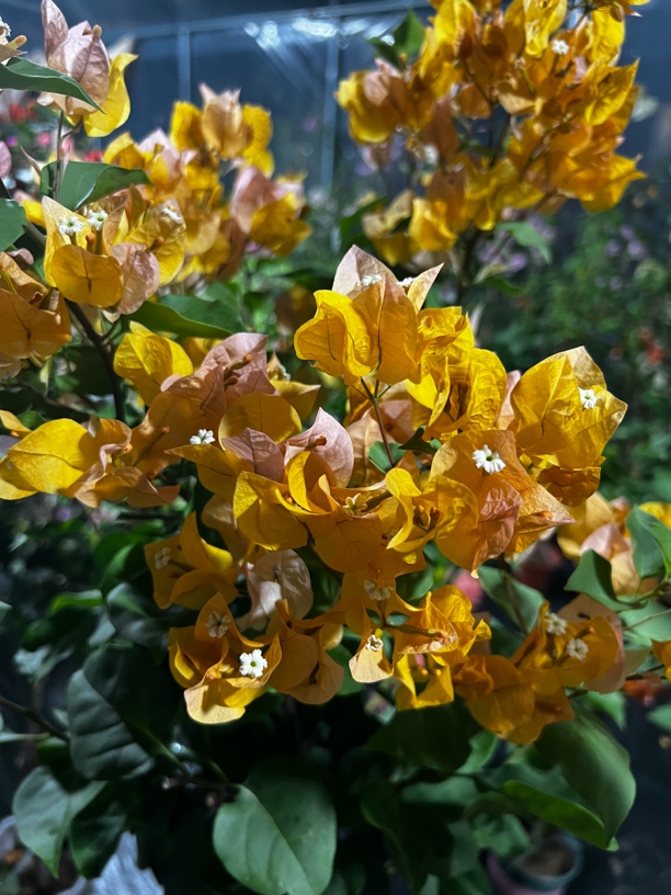 三角梅，四季开花，地栽老桩