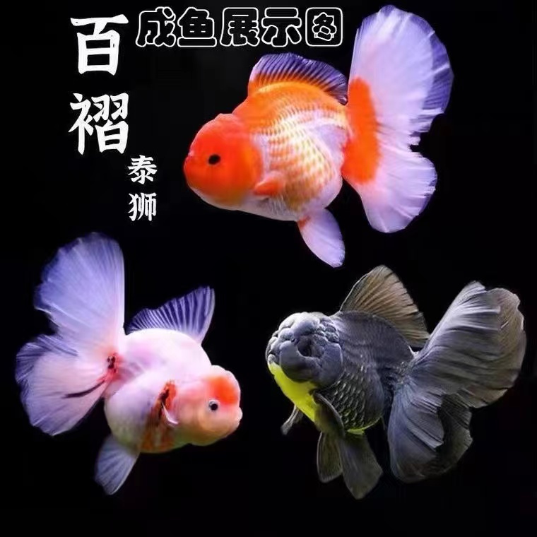 百褶红色泰狮观赏鱼活体 渔场发货包邮包活（以直播间挑选为准）