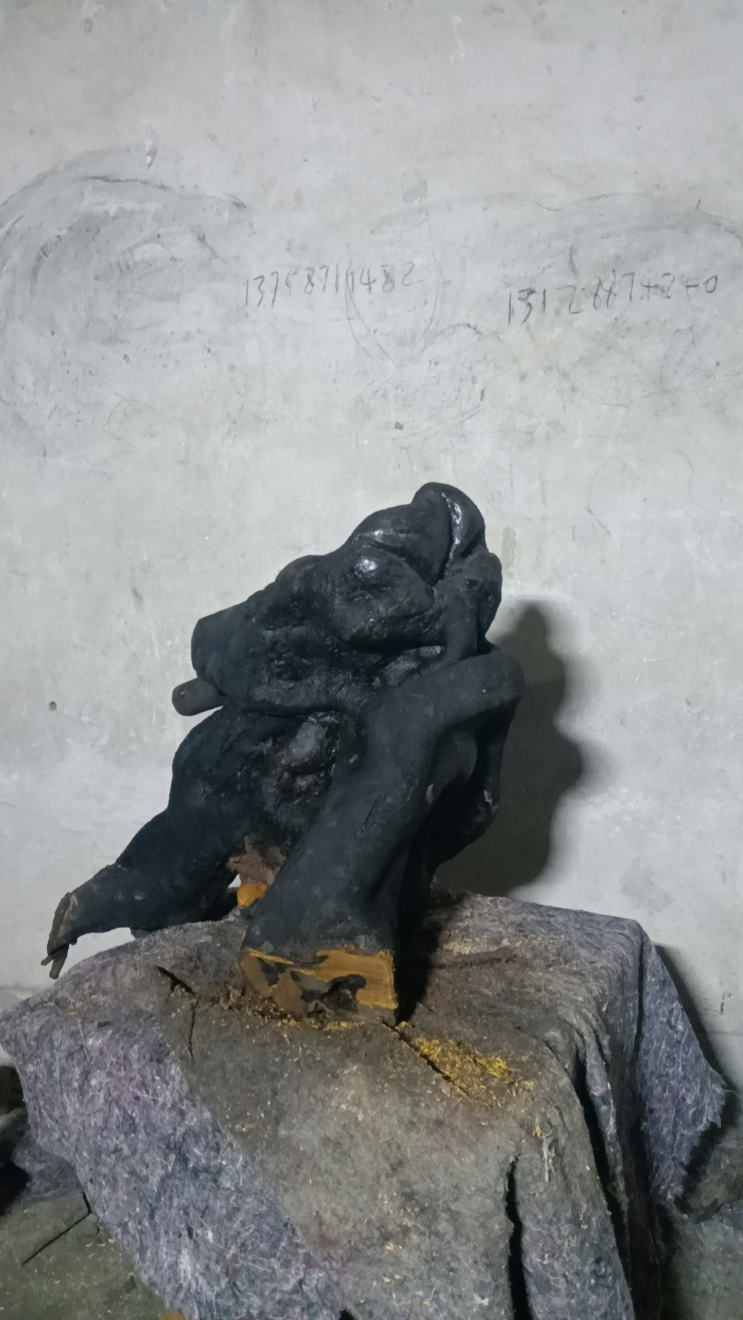 乔木金弹子盆景素材