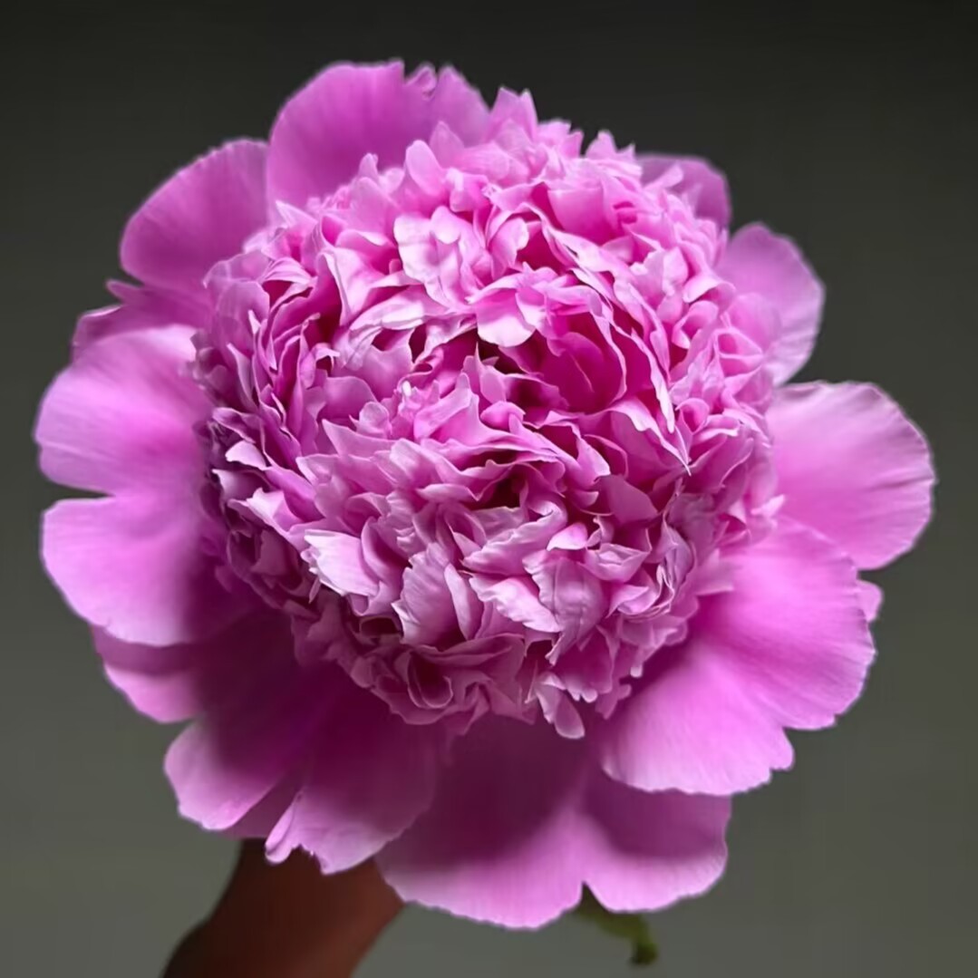 进口芍药花苗，蓝富士2026年秋季发苗-先发肥料