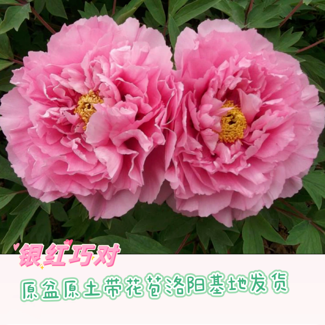 洛阳牡丹【银红巧对】粉色系牡丹基地直发