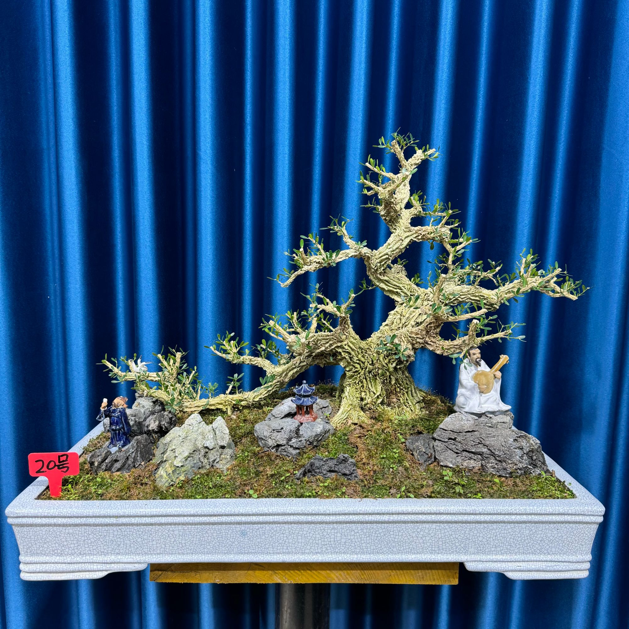 [20号]连体过桥式造型黄杨树岭南剪枝手法游龙矮霸老桩室内外可养