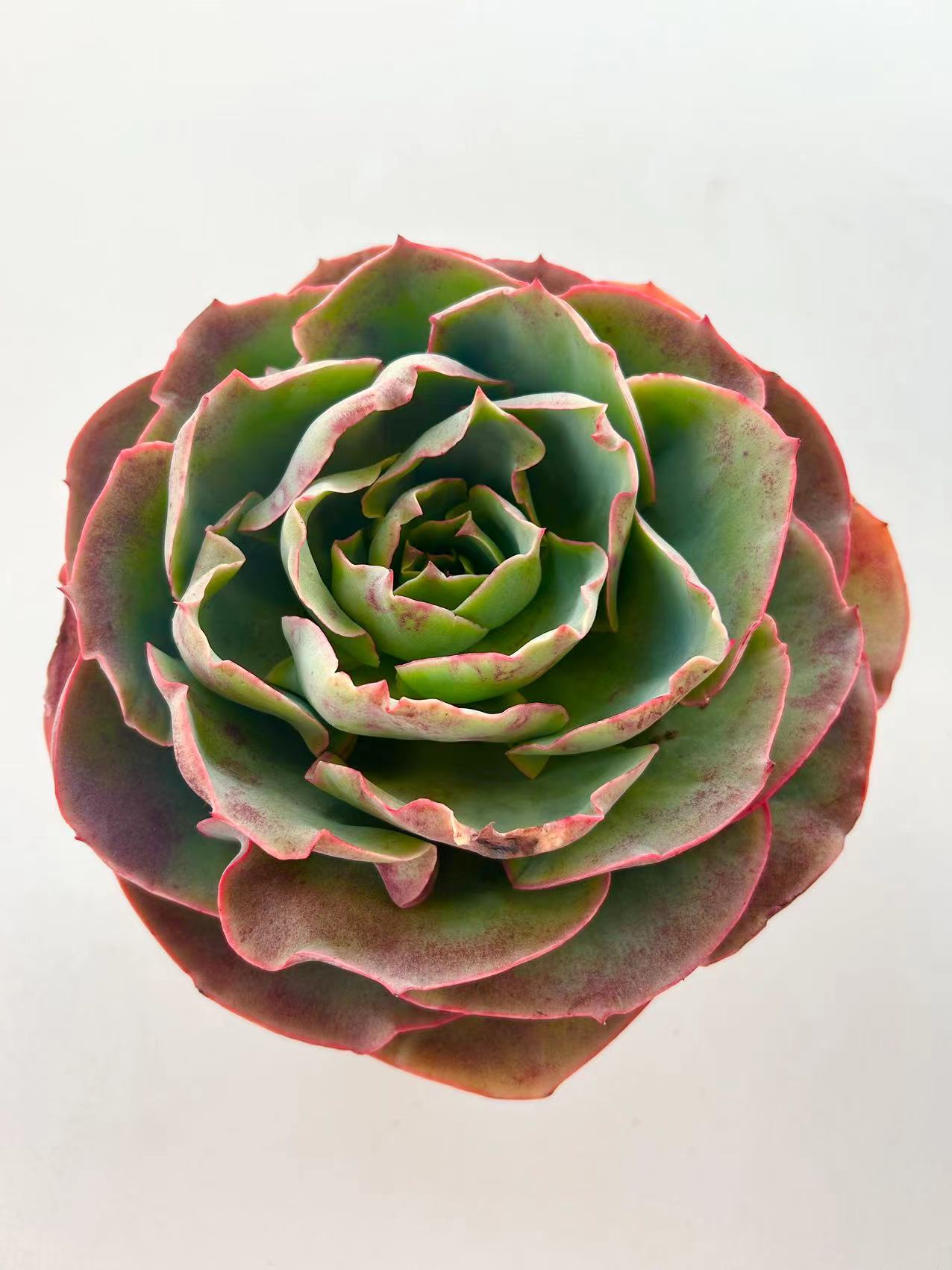 【达芬奇密码多肉植物】云南基地直发多肉植物 简单新手好养皮实
