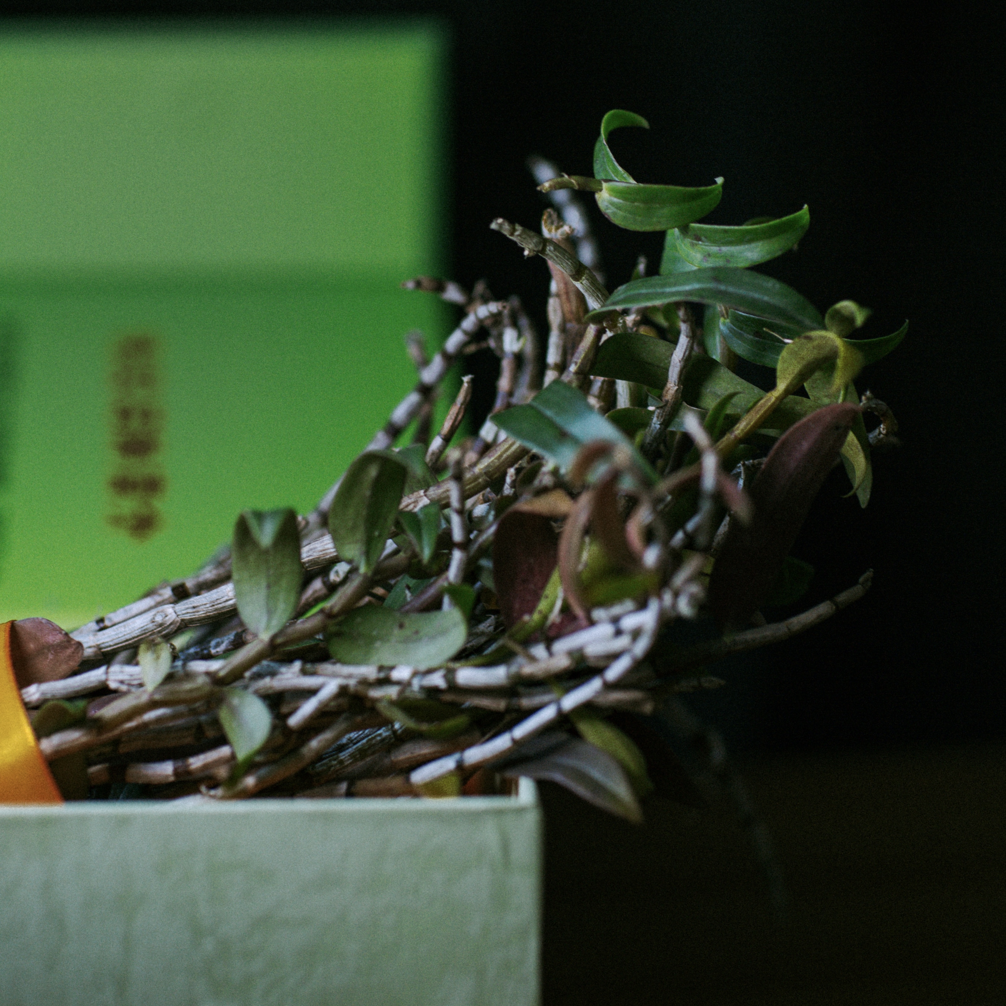 鑫梅现摘现发铁皮石斛鲜条附生在海枣树上5年仿野生滋补养生中药