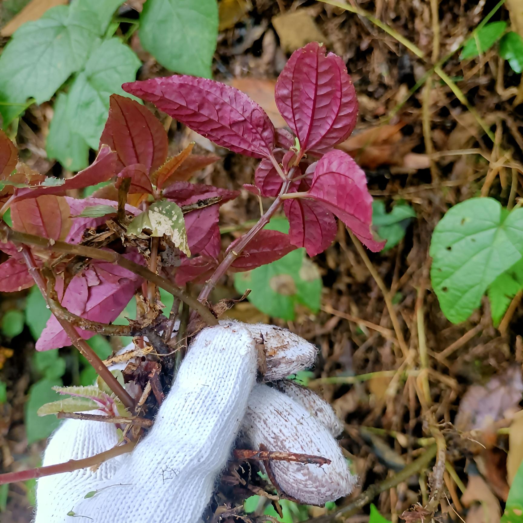 【山货】4年苗（褚红）30包-深山采摘传统手工干货泡水风柜斗草干净