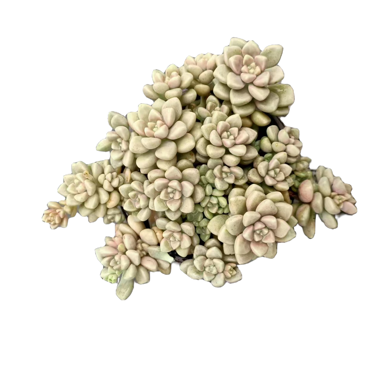 同美多肉园艺  丸叶姬秋丽多肉   以直播间实物为准空气晚上