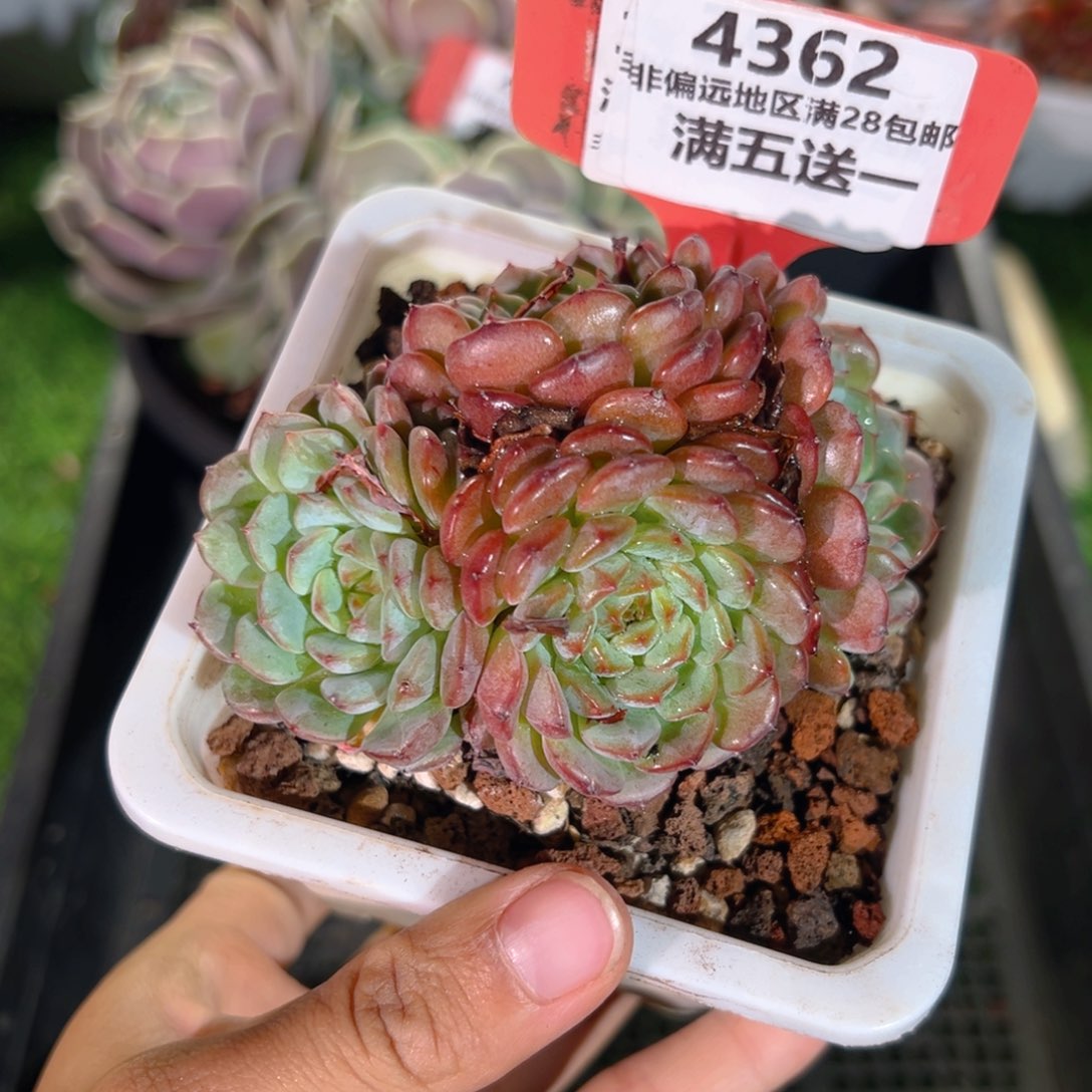 表妹精品多肉4362.