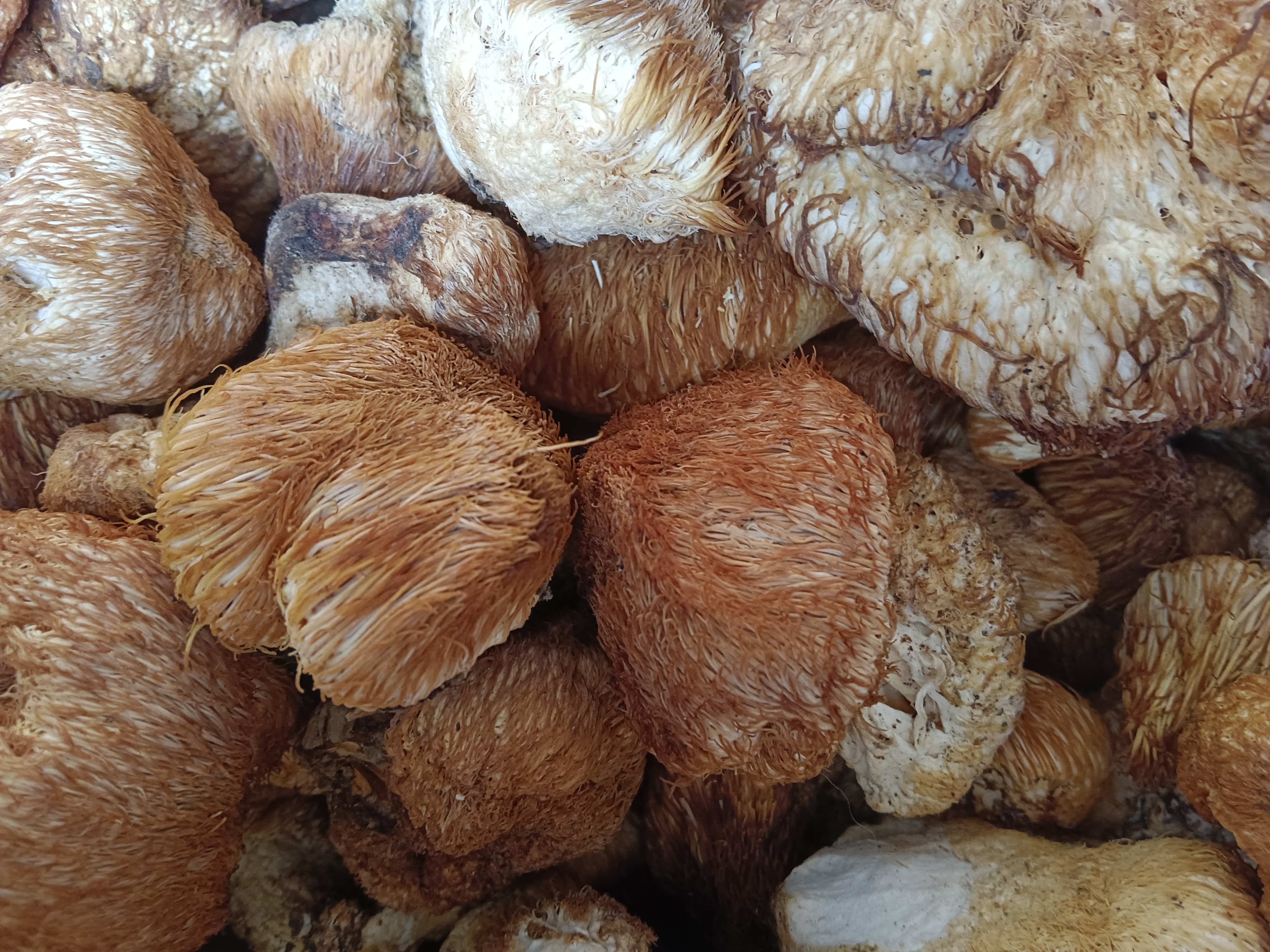 猴头菇250克起干品