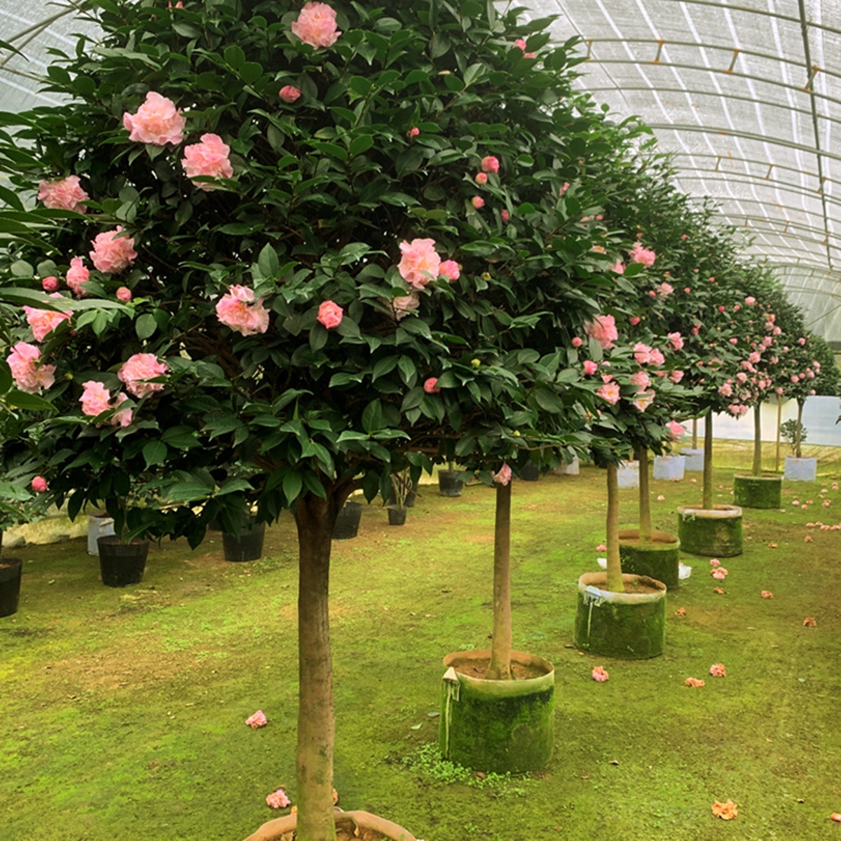 大颗香妃五色赤丹六角大红茶花树苗盆栽带花苞好花卉植物室内庭院