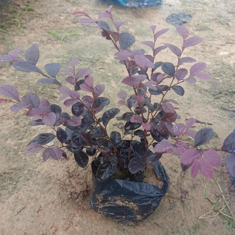  红花檵木 红花继木苗 庭院绿化植物花坛绿篱色块绿化树苗