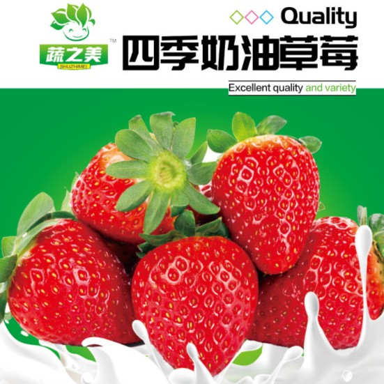 【四季奶油草莓种子】香甜可口阳台庭院四季好种早熟易活