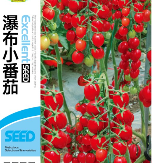 【瀑布小番茄圣女果种子】瀑布小番茄圣女果好种早熟易活