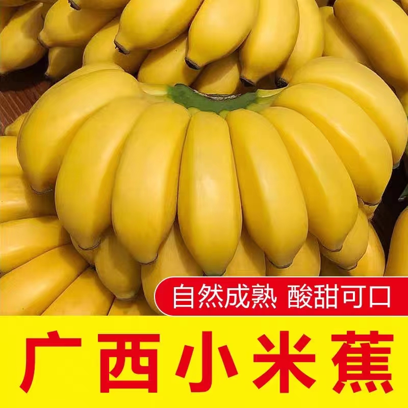 正宗广西小米蕉现摘当季孕妇水果薄皮鸡蕉小香蕉酸甜可口整箱批发