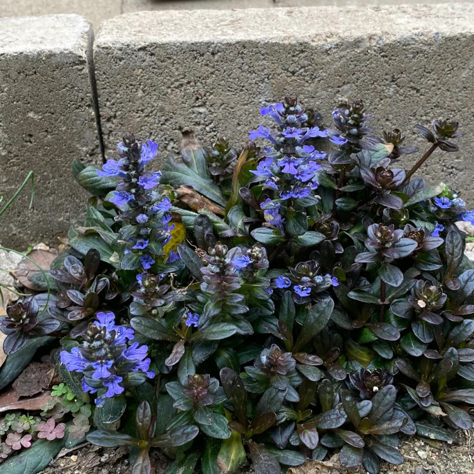 【筋骨草姬十二单】（拍6发8）11厘米口径（巧克力）冬天叶片