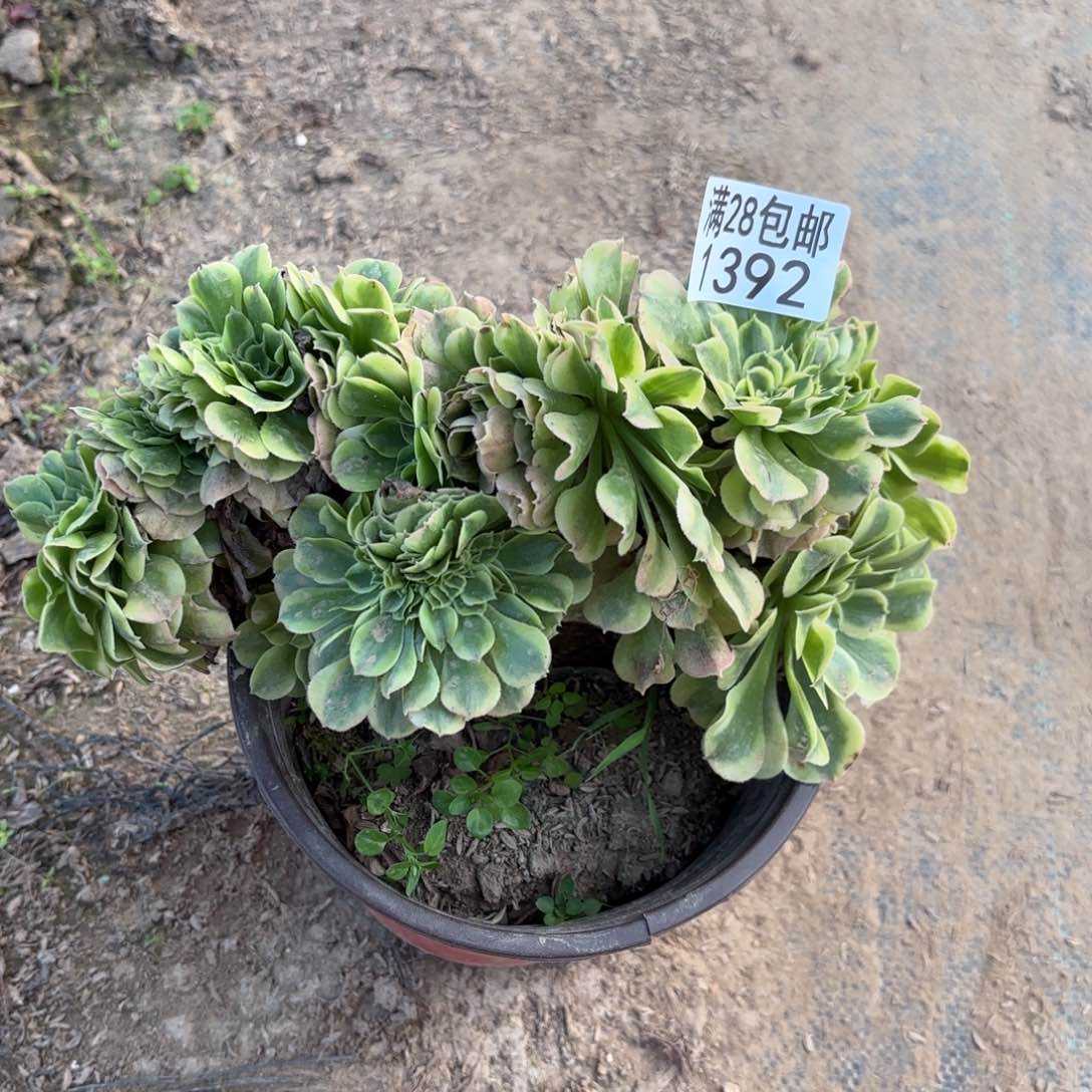 D      1392绿豆沙最多肉