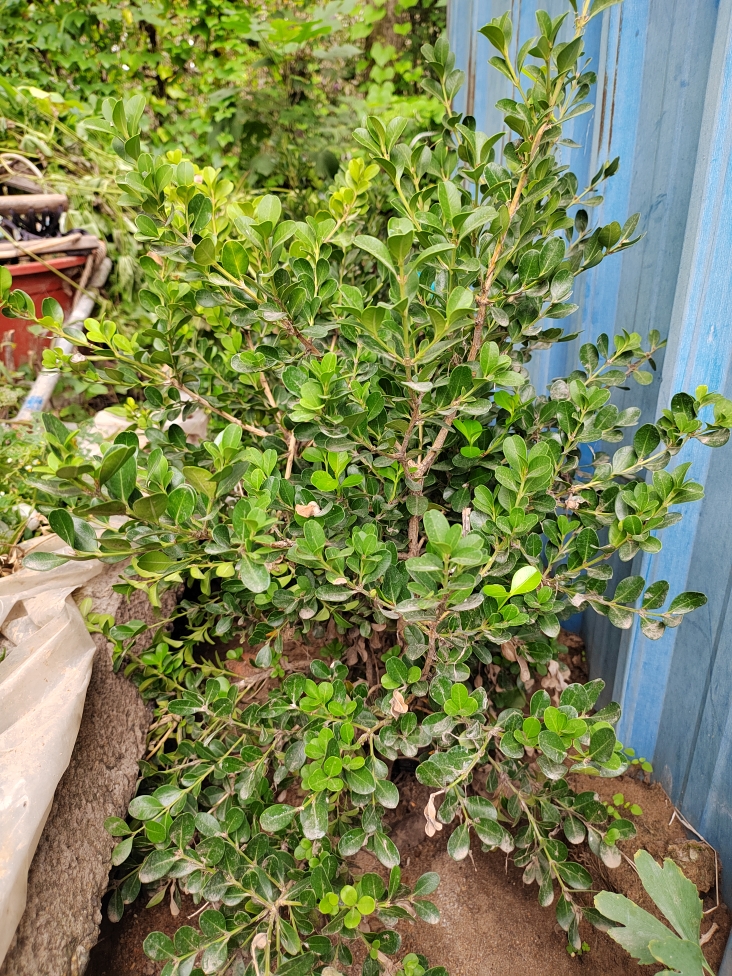 鲜花绿植盆景花卉苗木