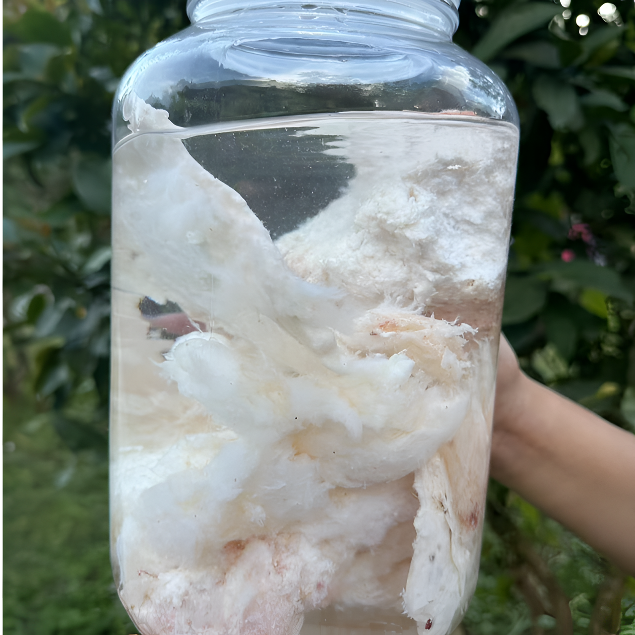 【娜娜推荐】现收土特产-太-岁-肉  50克-500克食用农产品