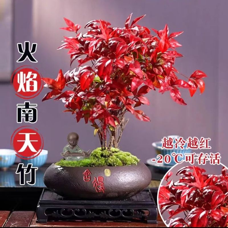 火焰南天竹植物盆景书房阳台客厅绿植桌面盆栽易养活禅意创意摆件