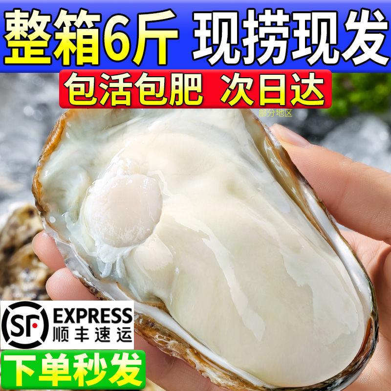 包邮乳山生蚝鲜活新鲜海蛎子10特大海鲜牡蛎肉水产5斤批发