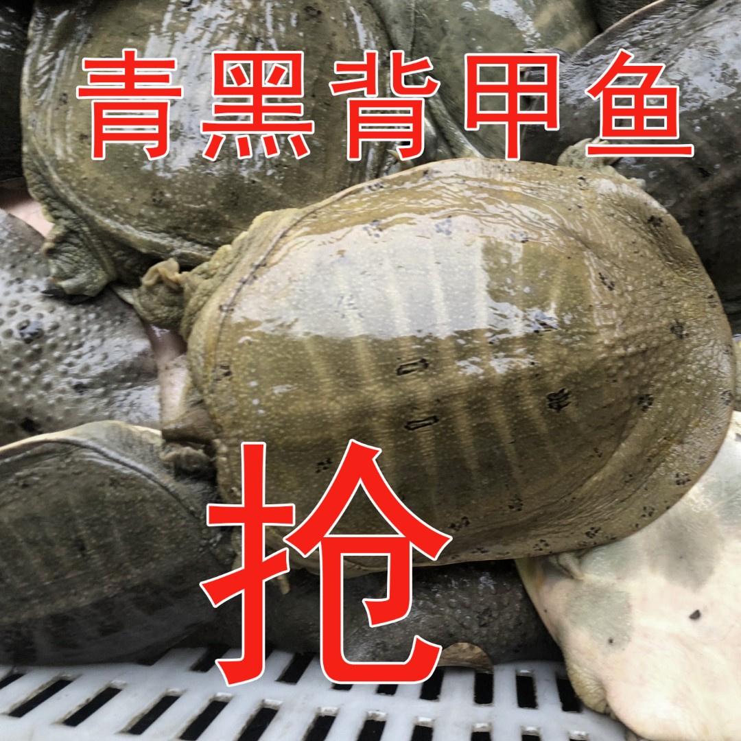 225（2只共4.6-5.1斤）单只2.3-2.6斤青黑背 顺丰包邮 死了包赔