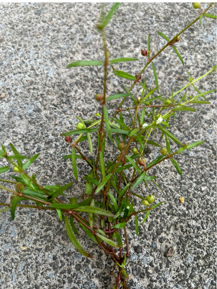 江西野生白花蛇舌草整珠散装干货250g1斤