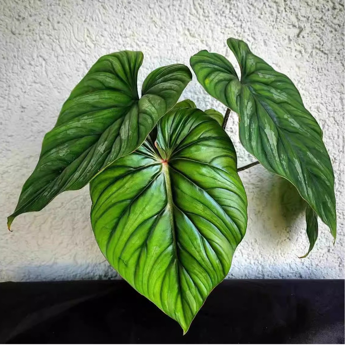 哇花花园艺西瓜黑脸碧浪蔓绿绒 网红ins热带植物室内好养绿植