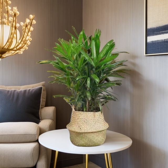 金山细叶棕竹庭院阳台客厅盆栽绿植净化空气不掉叶细叶棕竹