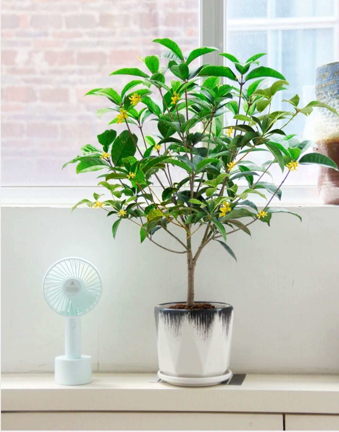 【四季爆花】四季开花桂花树苗浓香型盆栽庭院阳台花卉绿植室内花