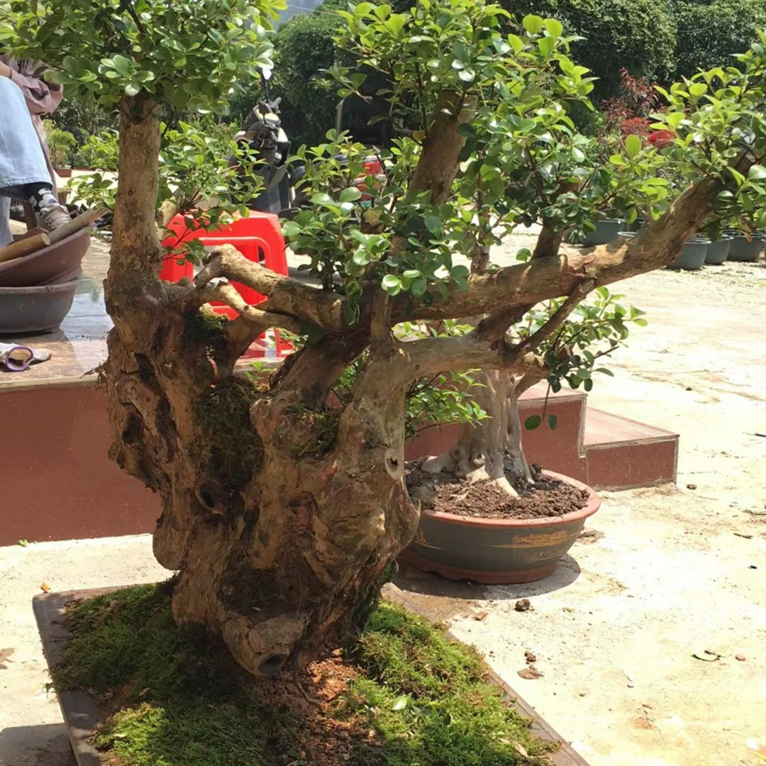 靓货老桩小叶赤楠（备用8）