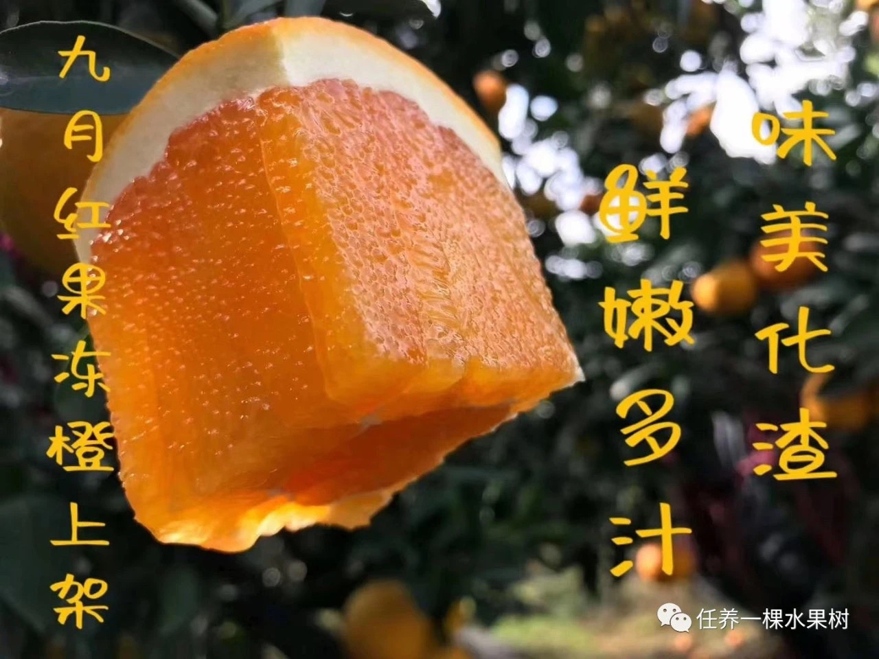 【1w粉丝福利！】九月红橙子毛重4.8Kg装